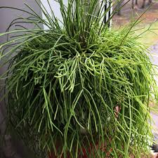Image result for Rhipsalis baccifera