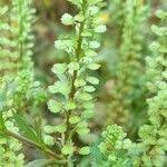 Image result for Lepidium bonariense