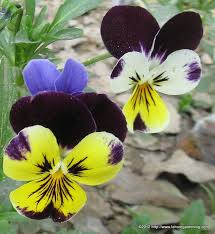 The meaning behind the flower. Winter And Spring Flowering Annuals