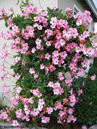 Pin On Garden Ideas