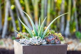 These varieties need porous soil. Best Soil For Succulents Kellogg Garden Organics