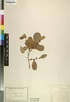 Image result for Mystroxylon aethiopicum