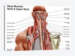 Hold the lift for three to five. Striated Shoulder Neck Muscles In Humans There Are Approximately 680 Skeletal Muscles Within The Typical Human And Almost Every Muscle Constitutes One Part Of Examples Range From 640 To 850 1
