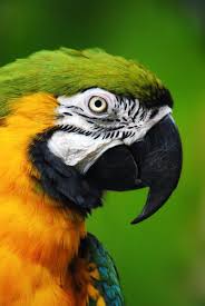 Birds That Start With A P Cherished Visions Parrots Art Pet Birds Animals
