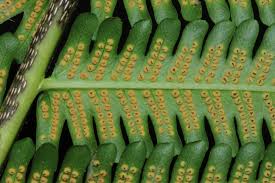 Image result for Pneumatopteris