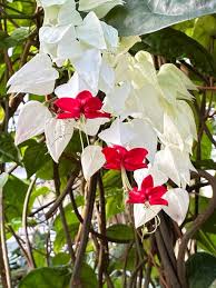Image result for Clerodendrum melanocrater