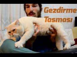 Kedi Gezdirme Tasmasi Nasil Takilir Pamukluhayatlar Youtube