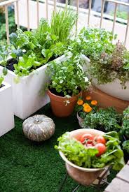 Gemuse Auf Dem Balkon Anbauen Welche Gemusesorten Sind Geeignet Tomaten Pflanzen Balkon Pflanzideen Balkon Pflanzen