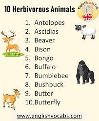 On the contrary, they are known to be carnivores who eat or parasitize on other. 10 Names Of Herbivorous Animals English Vocabs