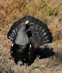 Capercaillie Scotland Highlands Bird Hunting Scotland Travel
