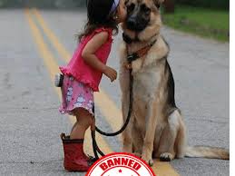 8,177 likes · 3 talking about this. 11 Countries Where German Shepherd Dogs Are Banned Or Restricted Pethelpful