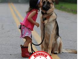 11 Countries Where German Shepherd Dogs Are Banned Or Restricted Pethelpful