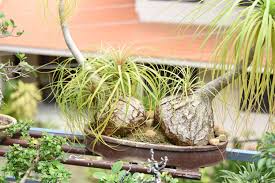Find the best bonsai price! Jaya S Bonsai A Botanist And Her Bonsai Garden Kochi News Times Of India