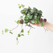 Image result for Mikaniopsis