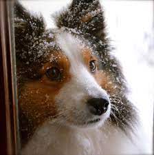 This is a shared unit so cleanliness this is a must. Pawsitively Remembered Home Facebook