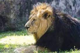 Transvaal Lion 2 Lions Majestic Animals Animals Wild