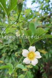 Image result for Phyllanthus macranthus