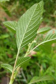 Image result for Amaranthus spinosus