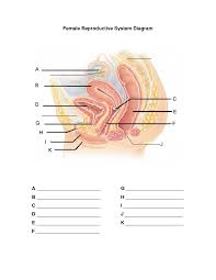 Female Reproductive System Diagram Unlabeled Female