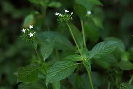 Image result for Pentas micrantha
