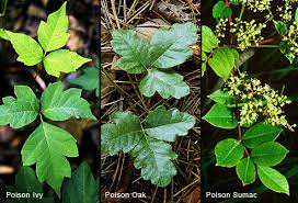 poison ivy oak and sumac pictures of rashes plants