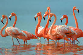 Think pink flamingo flocking® is 100% pink plastic. Think Pink Flamingo Watching Rio Lagartos Yucatan Mexico Royal Resorts