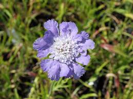Skabiose Perfecta Scabiosa Caucasica Perfecta
