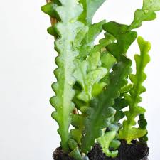 Image result for Rhabdophyllum