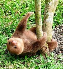 Pin By Bella P On Cute Animal Pictures That Make Me Smile Cute Animals Cute Baby Animals Baby Animals