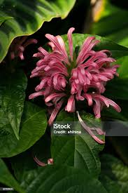 Image result for Acanthaceae