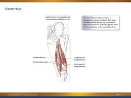 Ə s /) refers to the joined psoas and the iliacus muscles. You Have Nine Hamstring Muscles