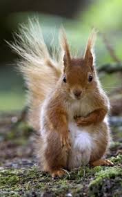 Eichhornchen Flinke Kletterkunstler Eichhornchen Niedliche Eichhornchen Tiere