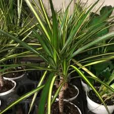 Image result for Montinia