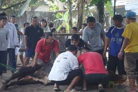 Check spelling or type a new query. Tata Cara Dan Syarat Penyembelihan Hewan Kurban Mantra Sukabumi