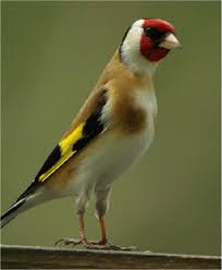 اقفاص عصافير خشب من نوع فريد الصفحة الرئيسية فيسبوك