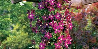 Mar 14, 2017 · it produces lovely cream flowers tinged with pink in the summer and fall, likes all types of soil, and can thrive in full sun to shade. The Best Perennial Vines For Your Garden Better Homes Gardens