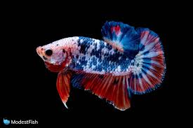 Bettas come in a rainbow of solid colors from bright reds all the way to the deepest blacks and the purest whites. 13 Types Of Betta Fish Guide On Color Pattern Variations