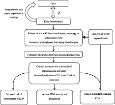 Schematic Diagram Showing Interaction Of Osteoarthritis Oa