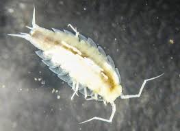 Astronauts Spent 6 Nights In A Pitch Black Cave And Emerged With A Brand New Species Of Crustacean Crustaceans Species Woodlice