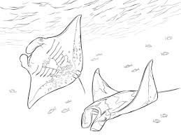 Ausmalbild Zwei Mantas Ausmalbilder Kostenlos Zum Ausdrucken Ausmalbild Ausmalen Ausmalbilder