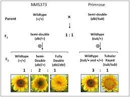 Helianthus Annuus Common Sunflower Brief Facts Life Cycle General Biology At Geochembio Com