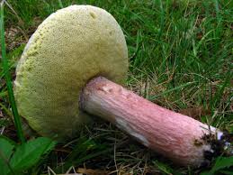Image result for Xanthoconium sp.