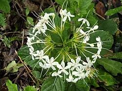Image result for Clerodendrum tricholobum