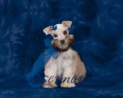The akc does not have a different size category within the miniature schnauzers, therefore all will be. Toy Miniature Teacup Schnauzer Breeder Utah Royal Schnauzers