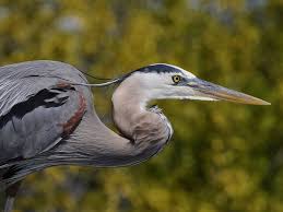 Check spelling or type a new query. Eye Color Patches In Great Blue Herons And Great Egrets Birds N Bugs S Blog