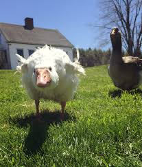 (1 days ago) people raise geese for meat, insect control, as pets and to stand guard. Why Geese Are Good Guard Animals Hello Homestead