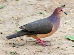 Image result for Leptochloa obtusiflora