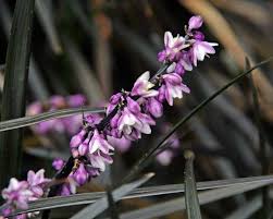 Plant database entry for black mondo grass (ophiopogon planiscapus 'nigrescens') with 47 images, one comment, and 27 data details. Ophiopogon Planiscapus Gardensonline