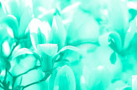 We did not find results for: 4 755 Color Flowers Mint Photos Free Royalty Free Stock Photos From Dreamstime