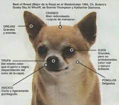 chihuahua colorful coat chihuahua breeds